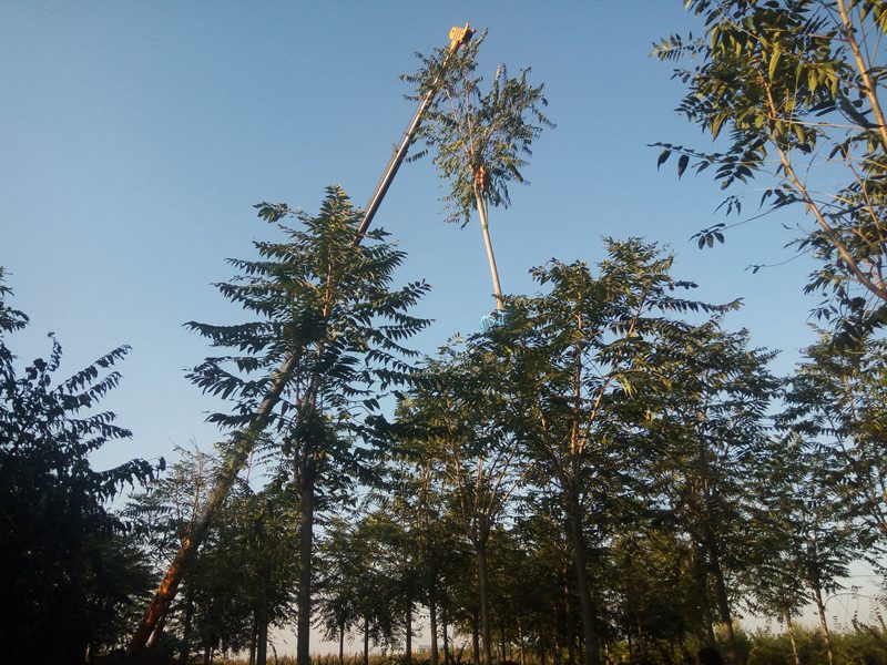 千頭椿正在裝車(chē)