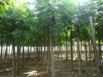 欒樹多少錢一棵？