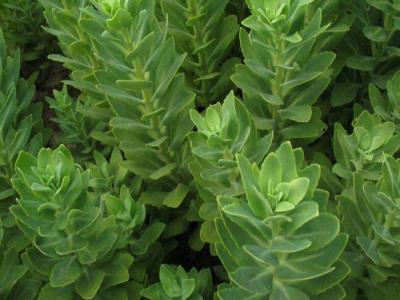 八寶景天有毒嗎？