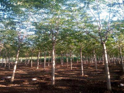 千頭椿和臭椿有什么區(qū)別？