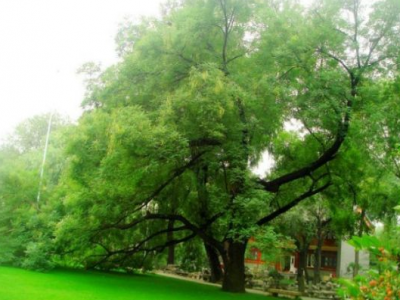 種植國(guó)槐的整體利用價(jià)值有哪些？