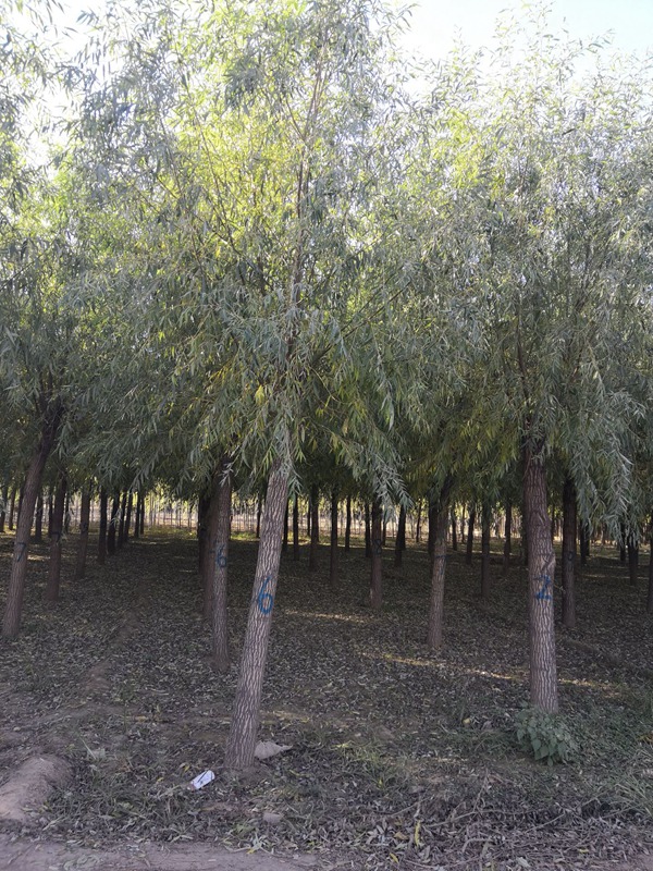 旱柳的園林用途有哪些 旱柳的園林用途有哪些