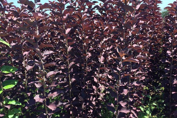 觀賞價值的紫葉李，應該如何養(yǎng)護