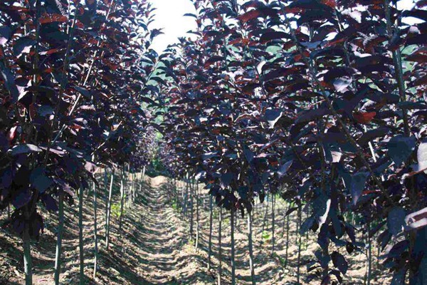 觀賞價值的紫葉李，應該如何養(yǎng)護