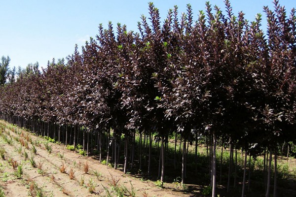 觀賞價值的紫葉李，應該如何養(yǎng)護