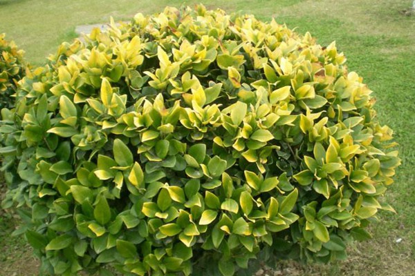 金葉女貞和金森女貞有什么區(qū)別 金葉女貞和金森女貞有什么區(qū)別