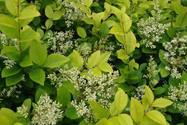 金葉女貞和金森女貞有什么區(qū)別 金葉女貞和金森女貞有什么區(qū)別