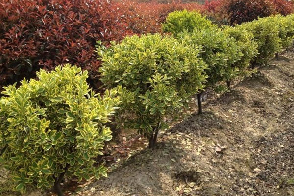 金邊黃楊 金邊黃楊