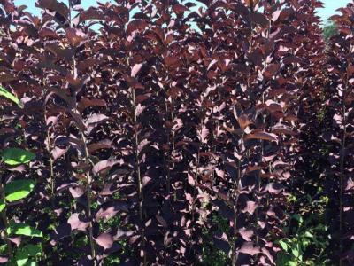 觀賞價(jià)值非常高的紅葉李，應(yīng)該如何養(yǎng)護(hù)