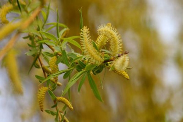 1552571180188424.jpg 金絲垂柳和金枝垂柳之間的區(qū)別是什么