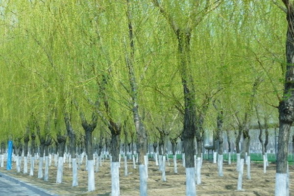 1552740629434689.jpg 8公分金絲垂柳的市場(chǎng)價(jià)格