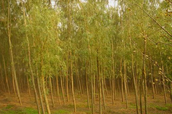 1552740636754517.jpg 8公分金絲垂柳的市場(chǎng)價(jià)格