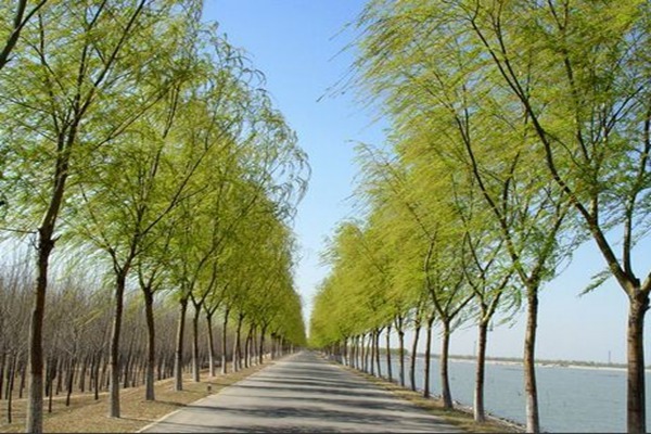 1552740642994758.jpg 8公分金絲垂柳的市場(chǎng)價(jià)格