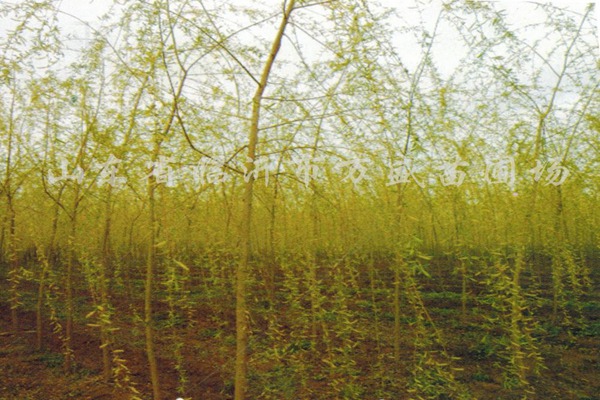 1552828876974074.jpg 10公分的金絲垂柳價格