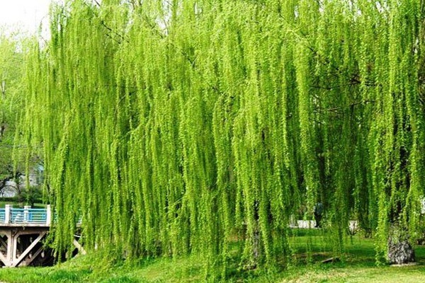 金絲垂柳是嫁接的嗎？