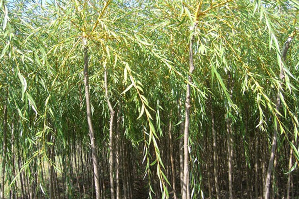 金絲垂柳是嫁接的嗎？