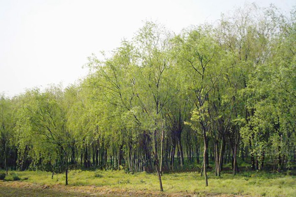 金絲垂柳是嫁接的嗎？