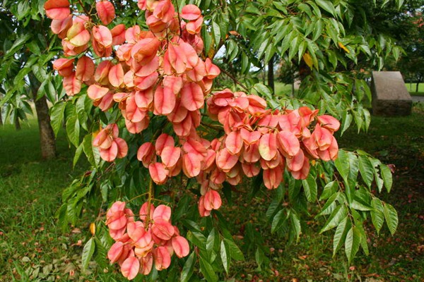 欒樹(shù)什么時(shí)候開(kāi)花，花期多久