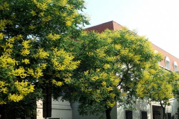 欒樹(shù)什么時(shí)候開(kāi)花，花期多久