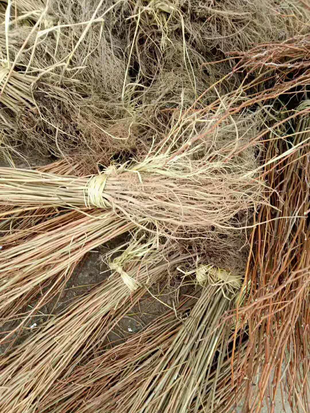 刺槐小苗 刺槐小苗