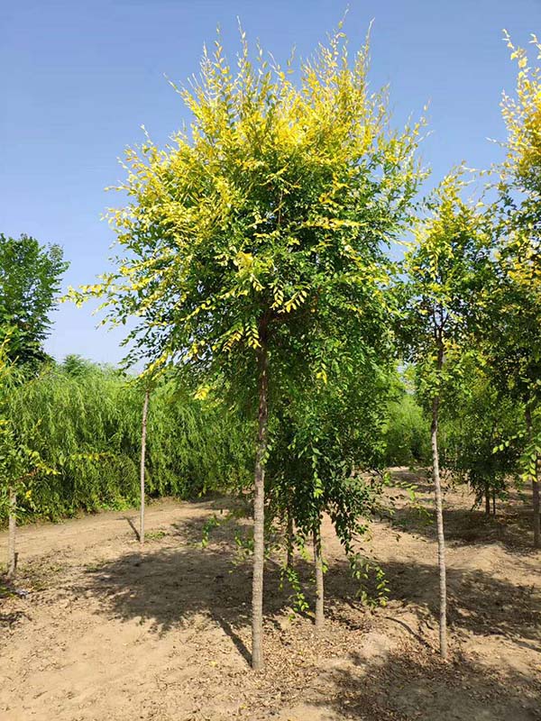 4公分金葉榆 4公分金葉榆