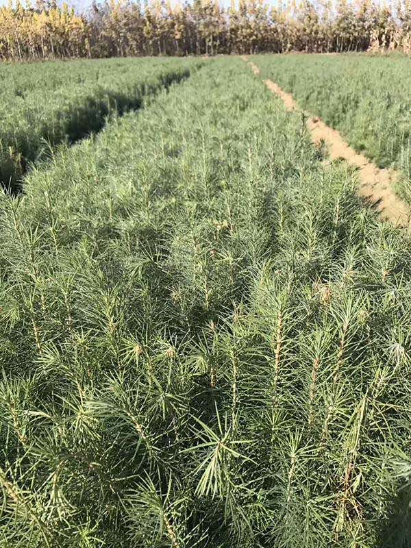 落葉松基地實(shí)景 落葉松基地實(shí)景