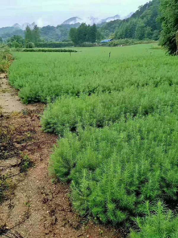 落葉松種子育苗 落葉松種子育苗