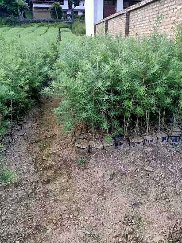 落葉松營養(yǎng)缽苗 落葉松營養(yǎng)缽苗