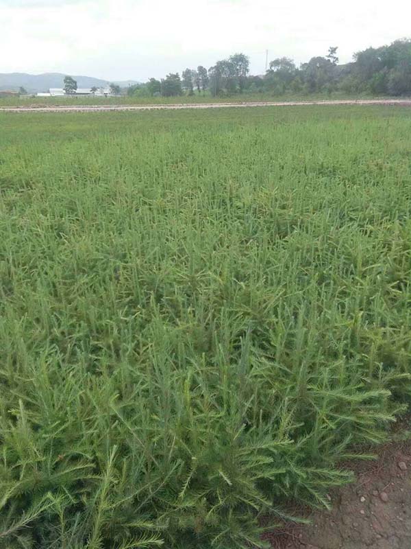 落葉松基地實(shí)拍 落葉松基地實(shí)拍