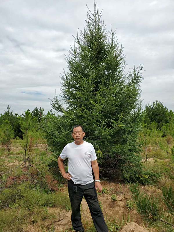 落葉松4米高 落葉松4米高