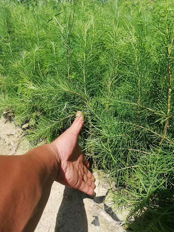 落葉松小苗 落葉松小苗