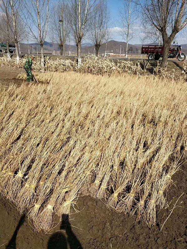 落葉松挖苗進(jìn)行 落葉松挖苗進(jìn)行