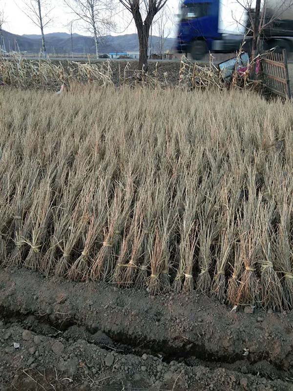 落葉松儲(chǔ)存 落葉松儲(chǔ)存