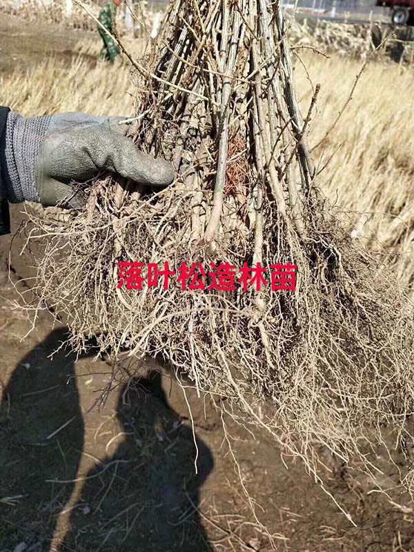 落葉松造林苗 落葉松造林苗