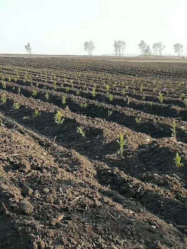 落葉松栽植 落葉松栽植