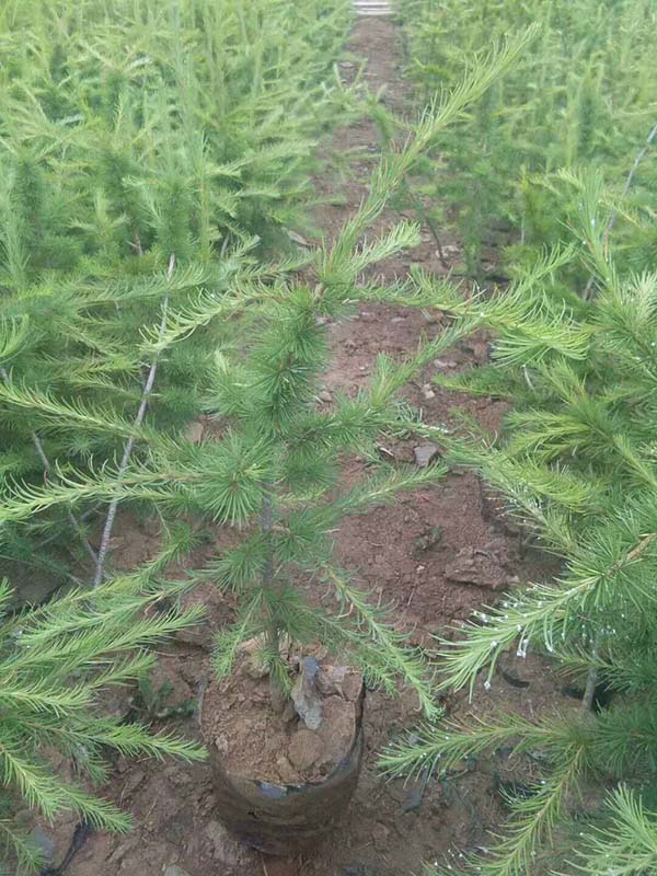 落葉松小杯苗 落葉松小杯苗