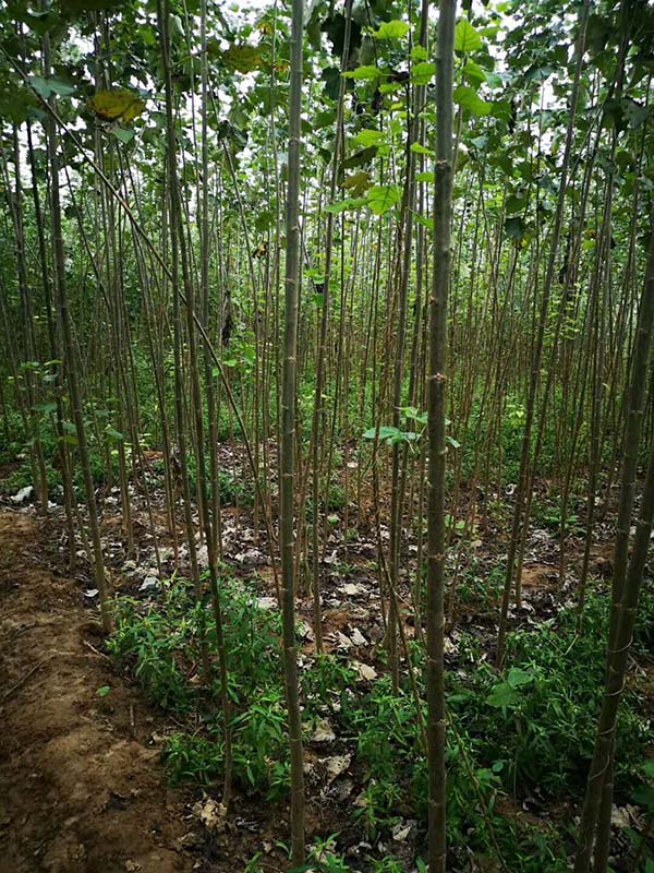 楊樹圖片 楊樹圖片