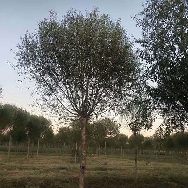 饅頭柳基地實(shí)拍 饅頭柳基地實(shí)拍