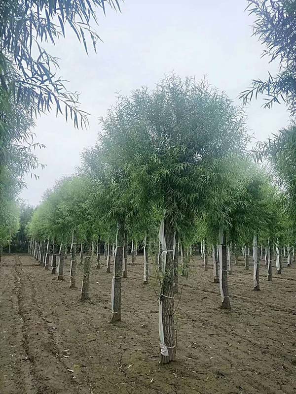 饅頭柳圖片 饅頭柳圖片