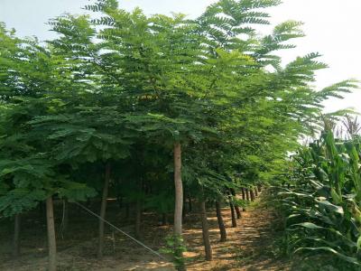 刺槐樹和洋槐樹有什么區(qū)別？是一種樹嗎？