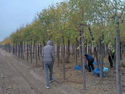 4公分高接矮接金葉榆價(jià)格是多少？