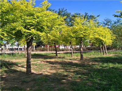 為什么金葉榆樹(shù)苗價(jià)格暴跌？