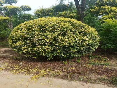 金葉榆產(chǎn)地是哪里？