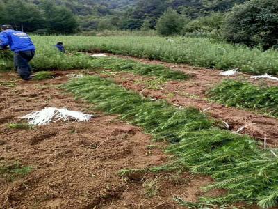 落葉松怎么采集種子，需要注意什么？