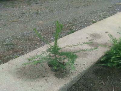 落葉松怎么進(jìn)行苗床播種的，看完就懂了！