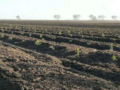 落葉松的苗床該怎樣管理，注意這些，輕松管理好！