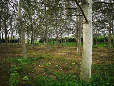 楊樹繁殖方式有哪些？咱們種樹的必須知道的楊樹繁殖方式哦！