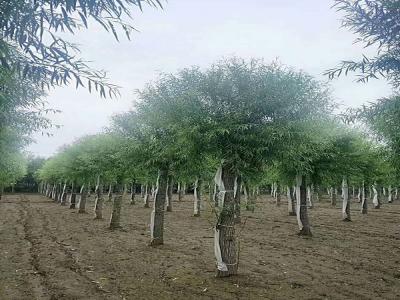 饅頭柳的特點(diǎn)?饅頭柳的種植技術(shù)