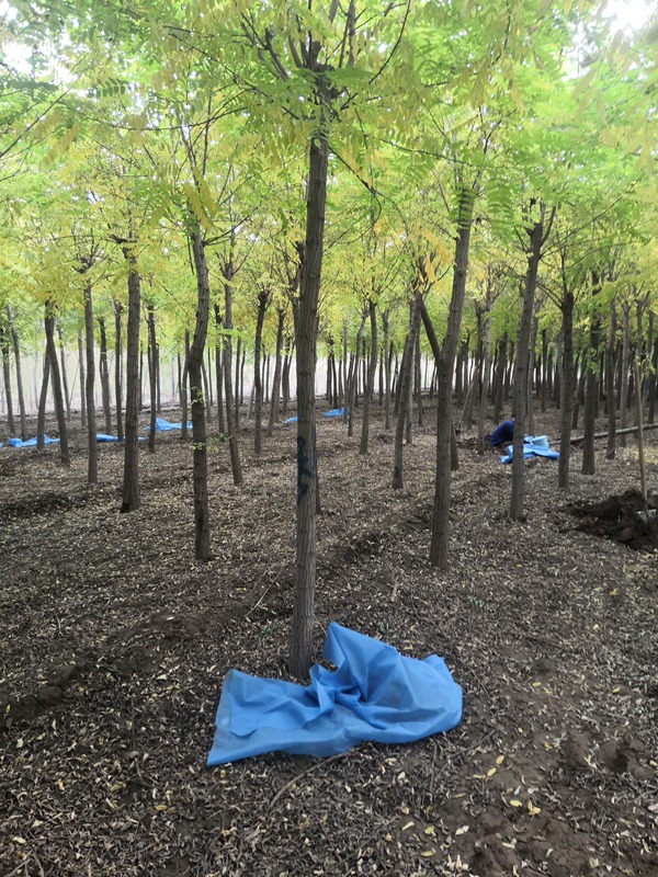 1570245249369222.jpg 2019年最新的刺槐苗木價(jià)格