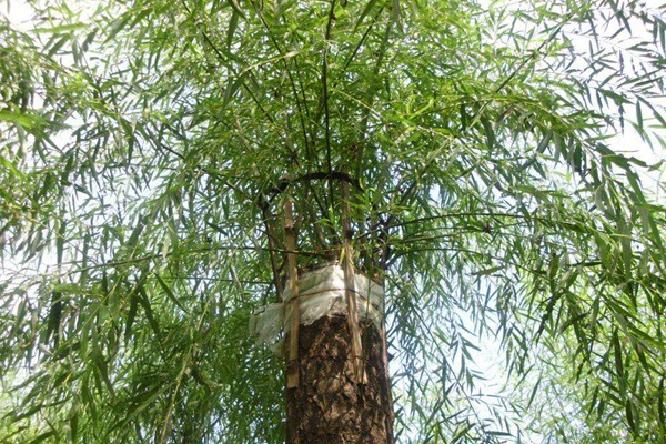 嫁接垂柳相對(duì)于原生垂柳有哪些優(yōu)勢(shì)？